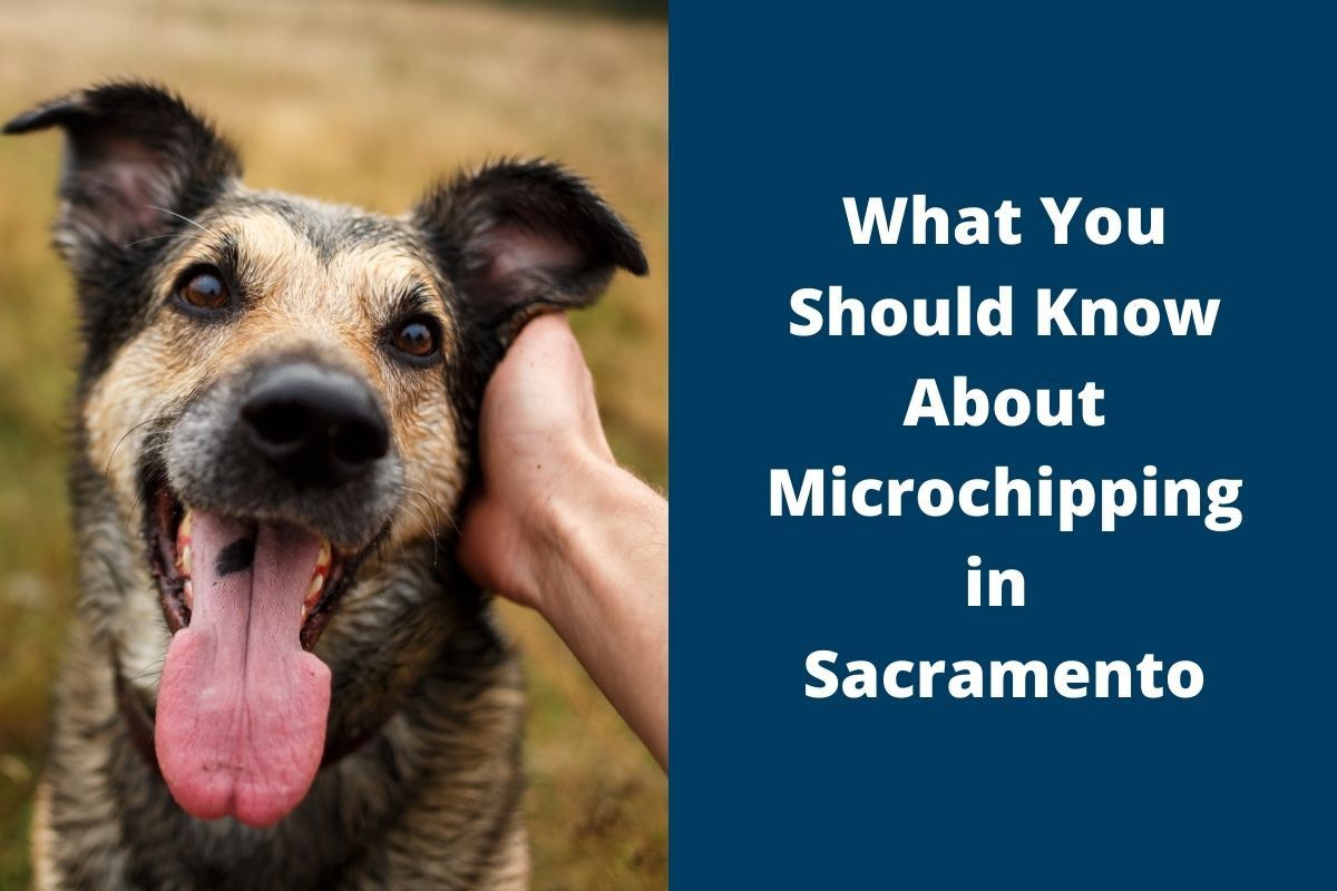 What You Should Know About Microchipping in Sacramento