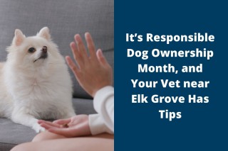 Its-Responsible-Dog-Ownership-Month-and-Your-Vet-near-Elk-Grove-Has-Tips