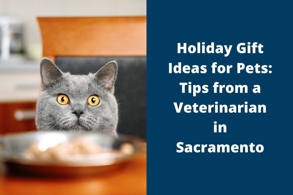Holiday-Gift-Ideas-for-Pets-Tips-from-a-Veterinarian-in-Sacramento
