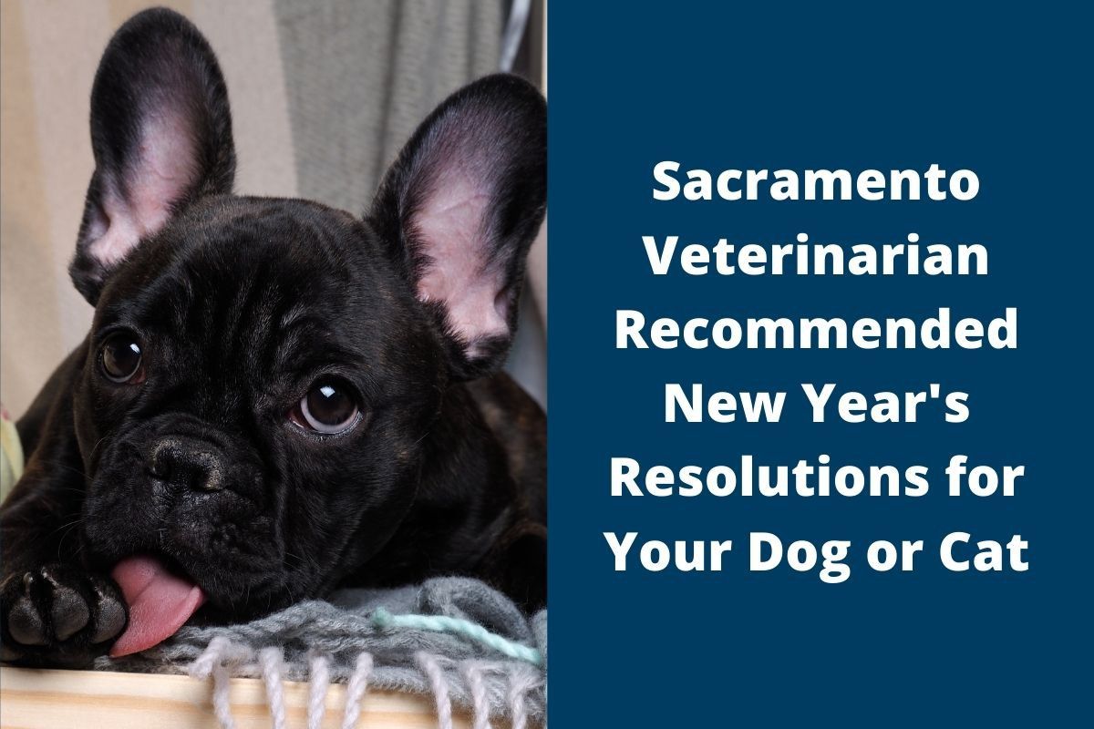 Sacramento-Veterinarian-Recommended-New-Years-Resolutions-for-Your-Dog-or-Cat