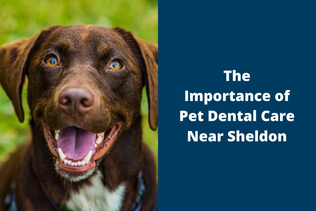 The-Importance-of-Pet-Dental-Care-Near-Sheldon