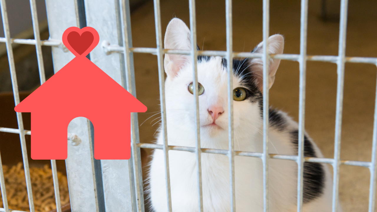 Family Adopting a Shelter Pet in Sacramento