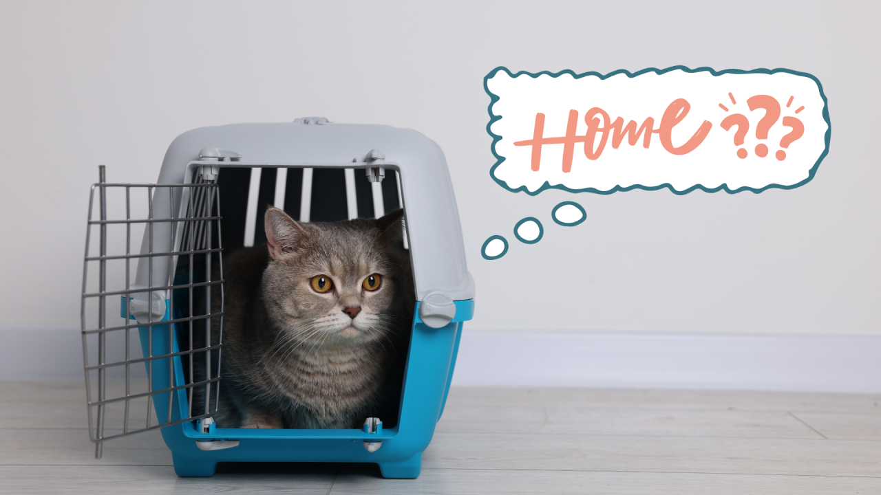 Cat in a carrier representing new pet preparation with Capital Pets Animal Hospital in South Sacramento