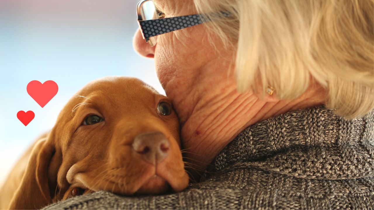 Dog bonding with an owner with support from Capital Pets Animal Hospital in South Sacramento