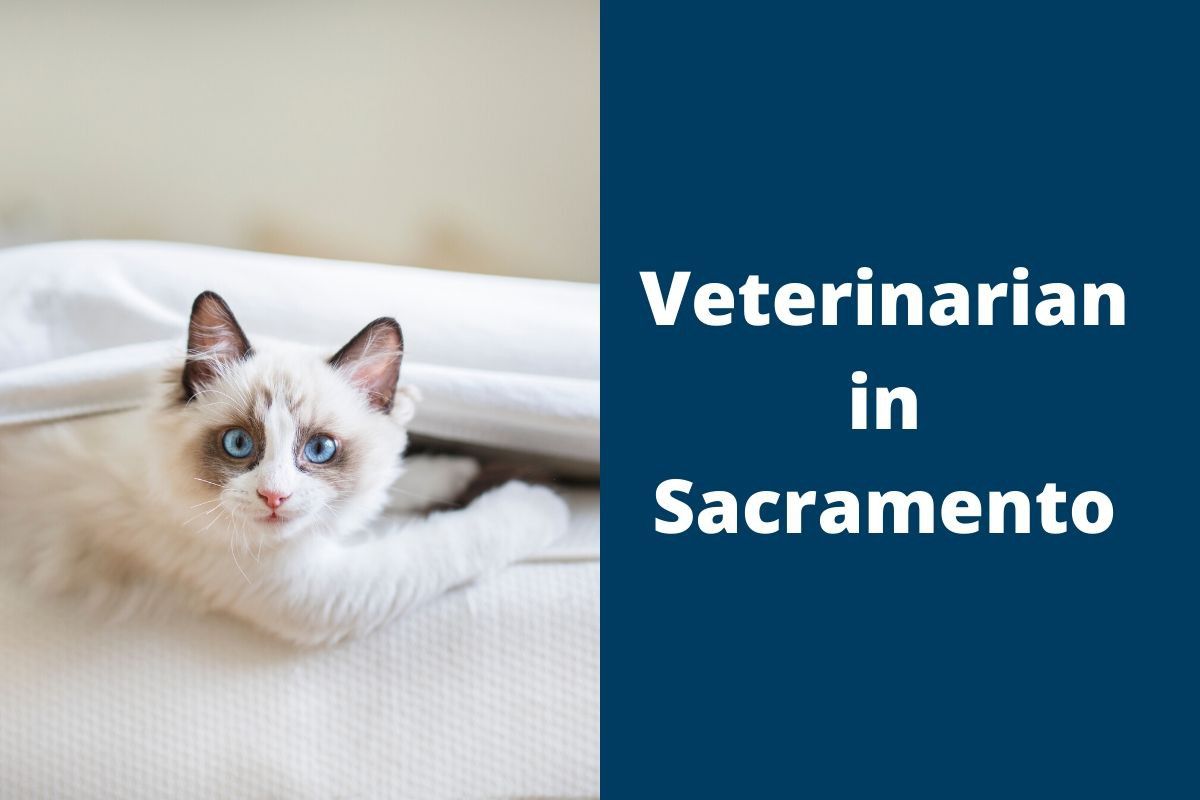 Veterinarian in Sacramento