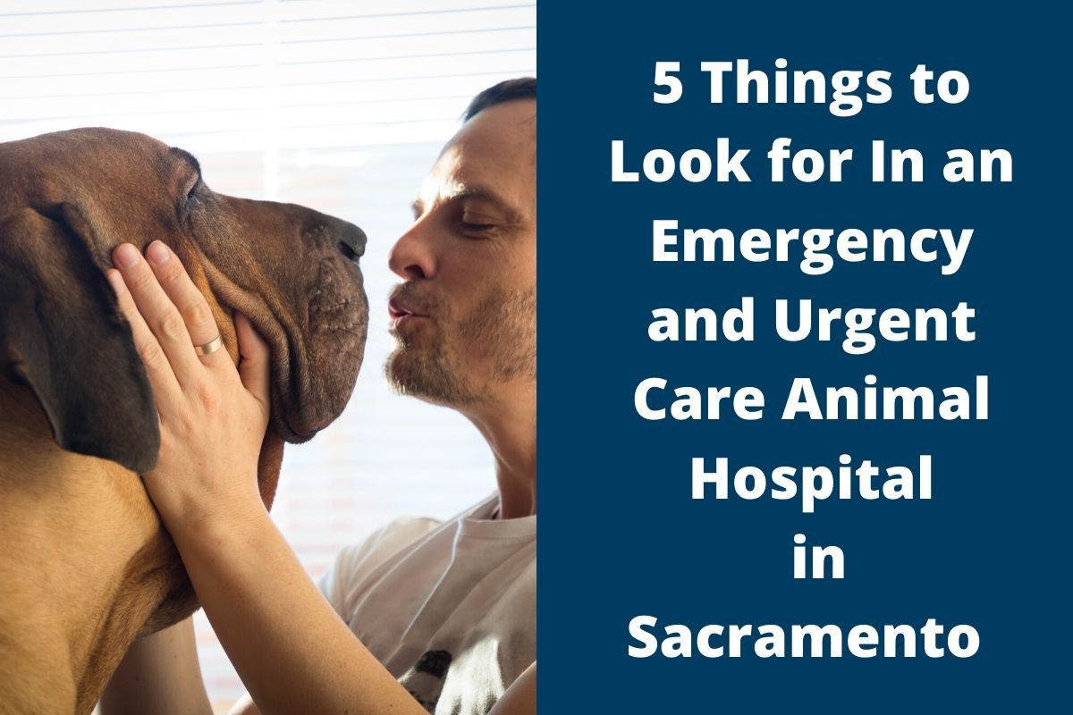 5 Things to Look for In an Emergency and Urgent Care Animal Hospital in