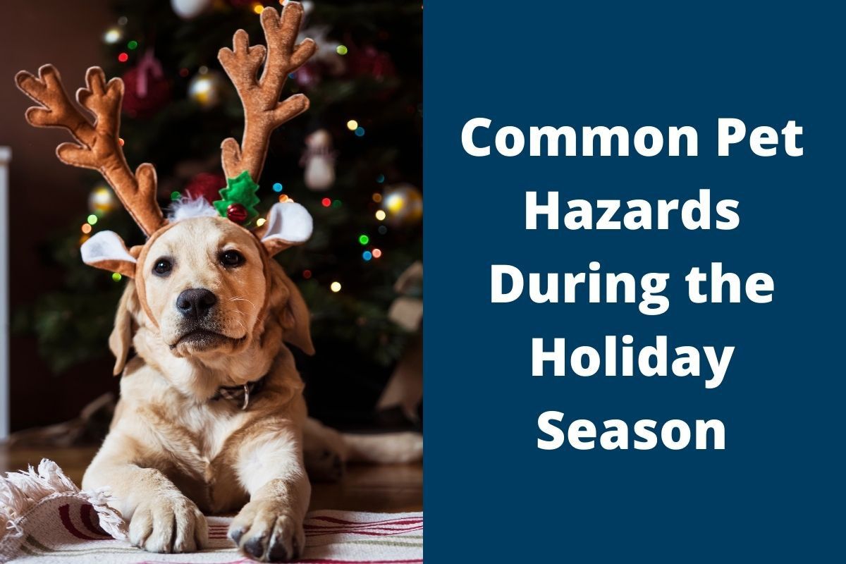 Common Pet Hazards During the Holiday Season