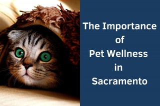 The-Importance-of-Pet-Wellness-in-Sacramento