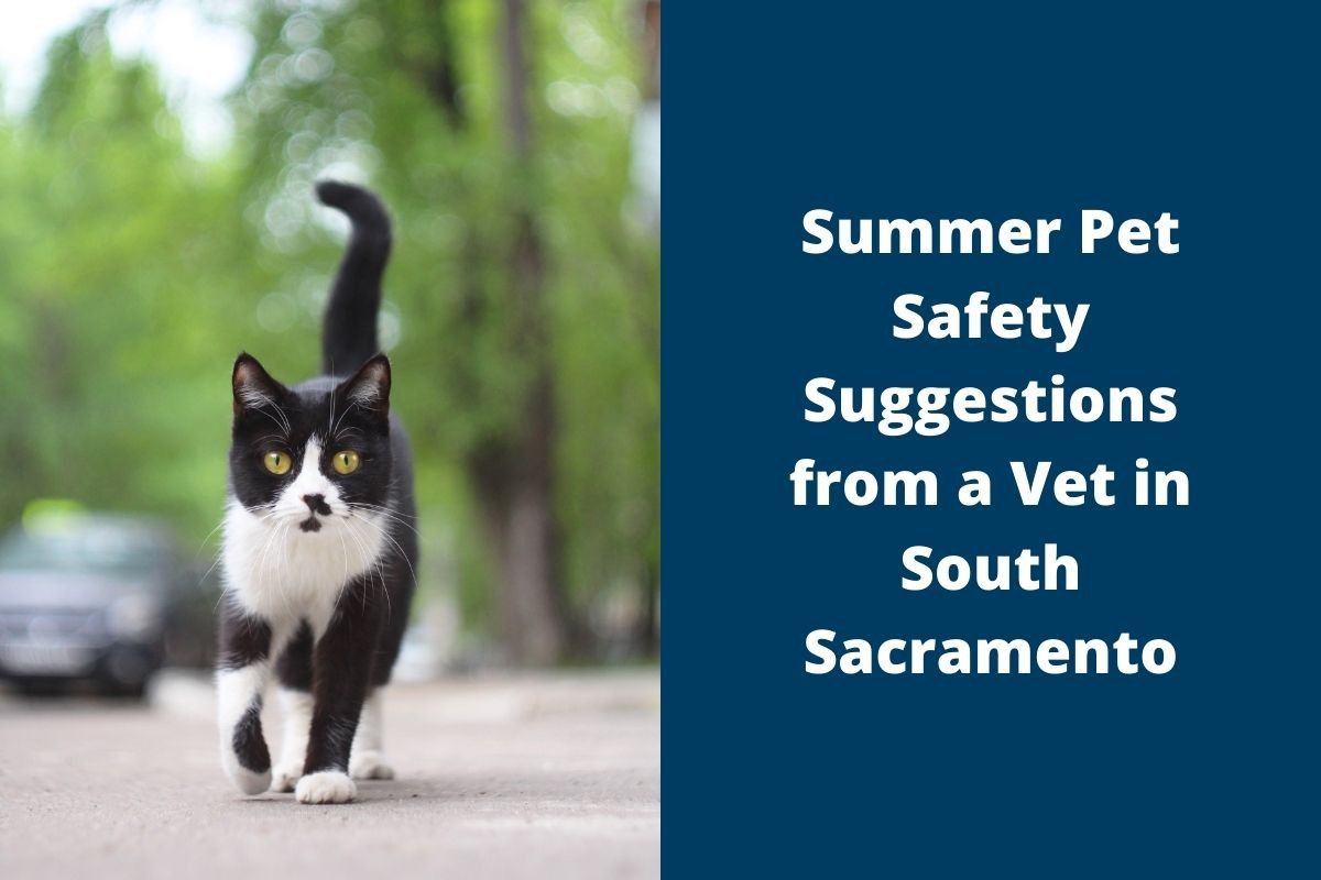 Summer-Pet-Safety-Suggestions-from-a-Vet-in-South-Sacramento