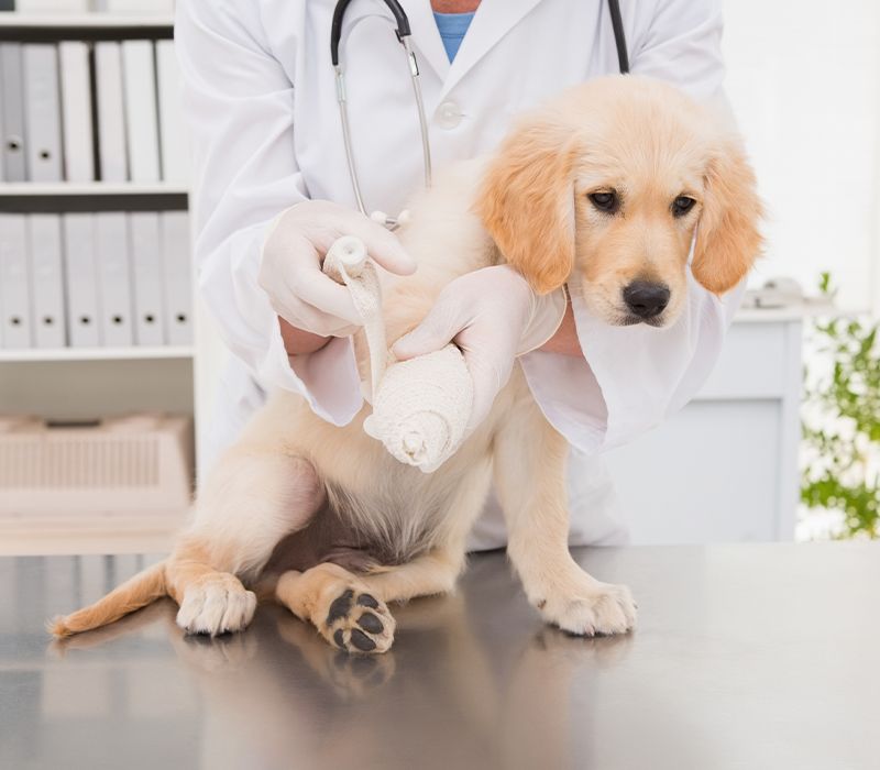 Capital Pets Animal Hospital | Pet Emergencies South ...